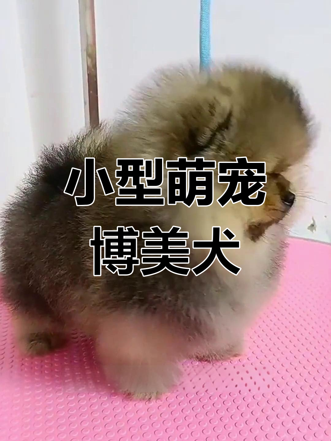 适合女生的博美犬品种推荐