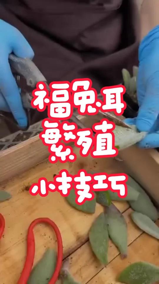 福兔耳叶插法:剪叶片3-4段,放土上,半年成长为新植株。简单,高效,神奇!