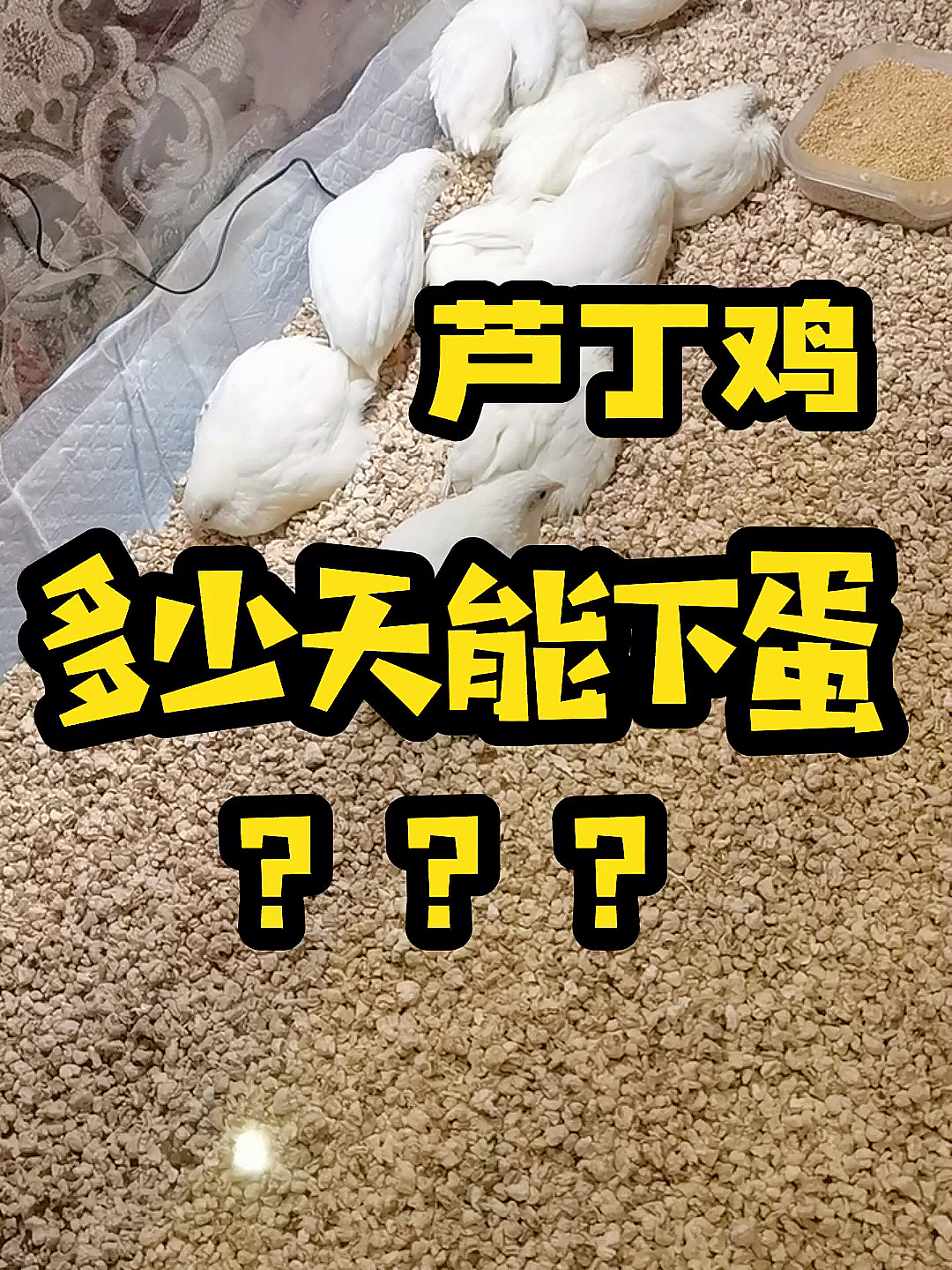 芦丁鸡多少天能下蛋?
