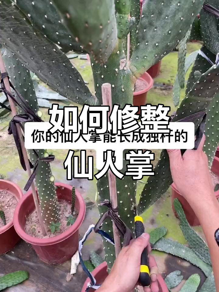 仙人掌修剪技巧,打造独杆棒棒糖型造型