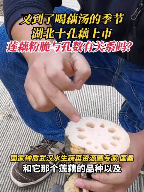 「湖北十孔藕上市啦」眼下到了喝藕汤的季节,由市农业科学院蔬菜研究所水生室主导研发的十孔藕“