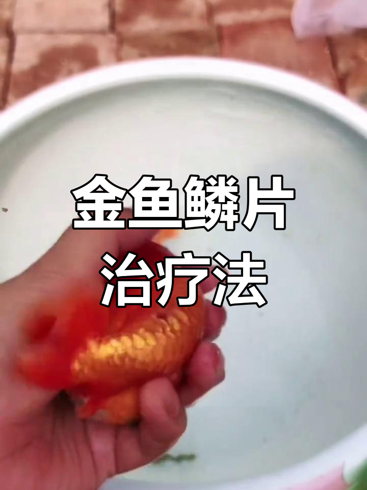 兰寿金鱼鳞片充血溃烂怎么办?