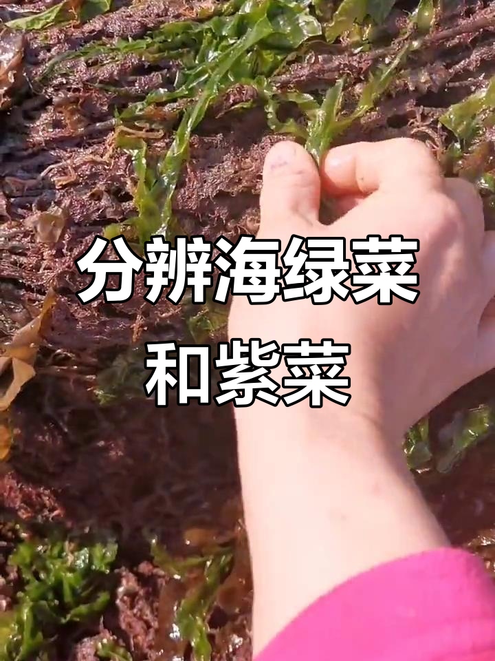 海绿菜、紫菜与裙带菜的真相大揭秘，海边人教你如何区分
