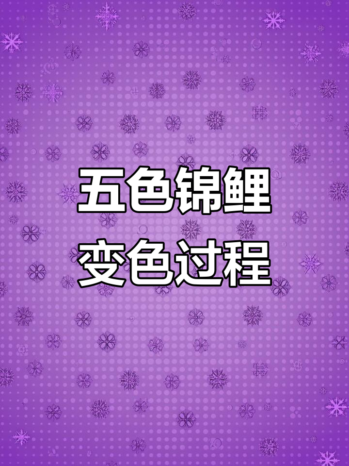 五色锦鲤半年变化,从黑底到五彩斑斓的蜕变