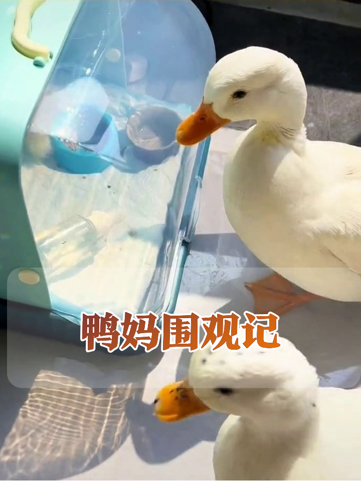 大鸭子集体围观小鸭子,这反应也太真实了!