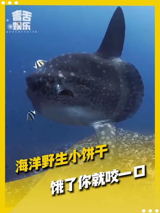 翻车鱼——摆烂届的祖师爷