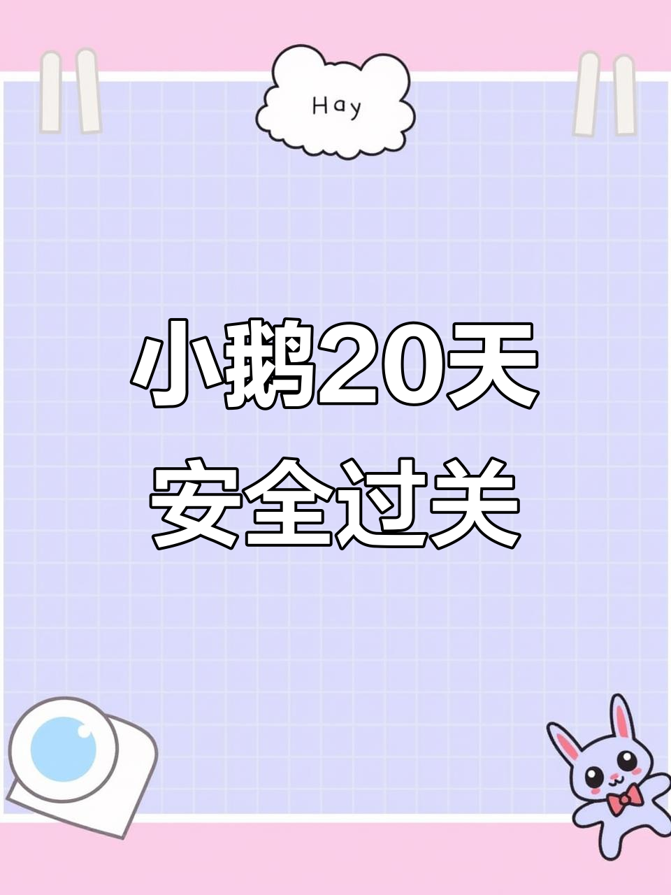 小鹅20天,成功度过危险期,健康成长