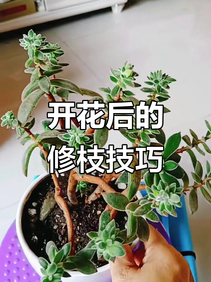 锦晃星开花后如何修剪,保持健康生长