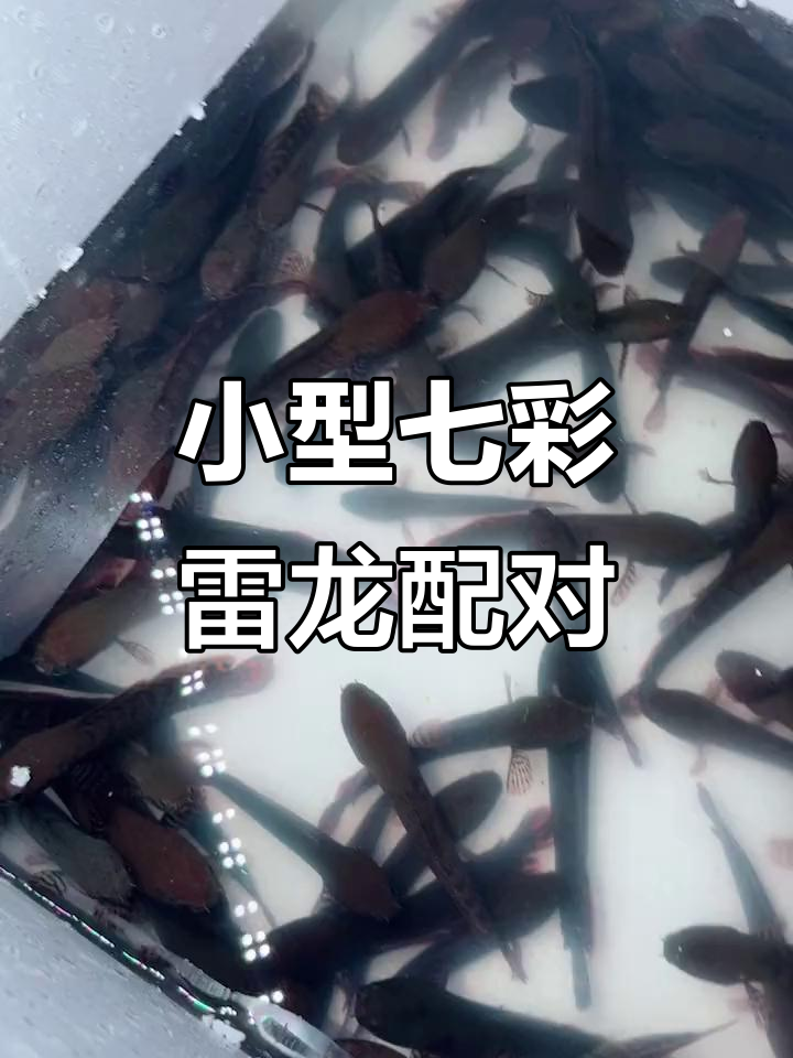 七彩雷龙配对繁殖，巧克力奶茶小对来啦！