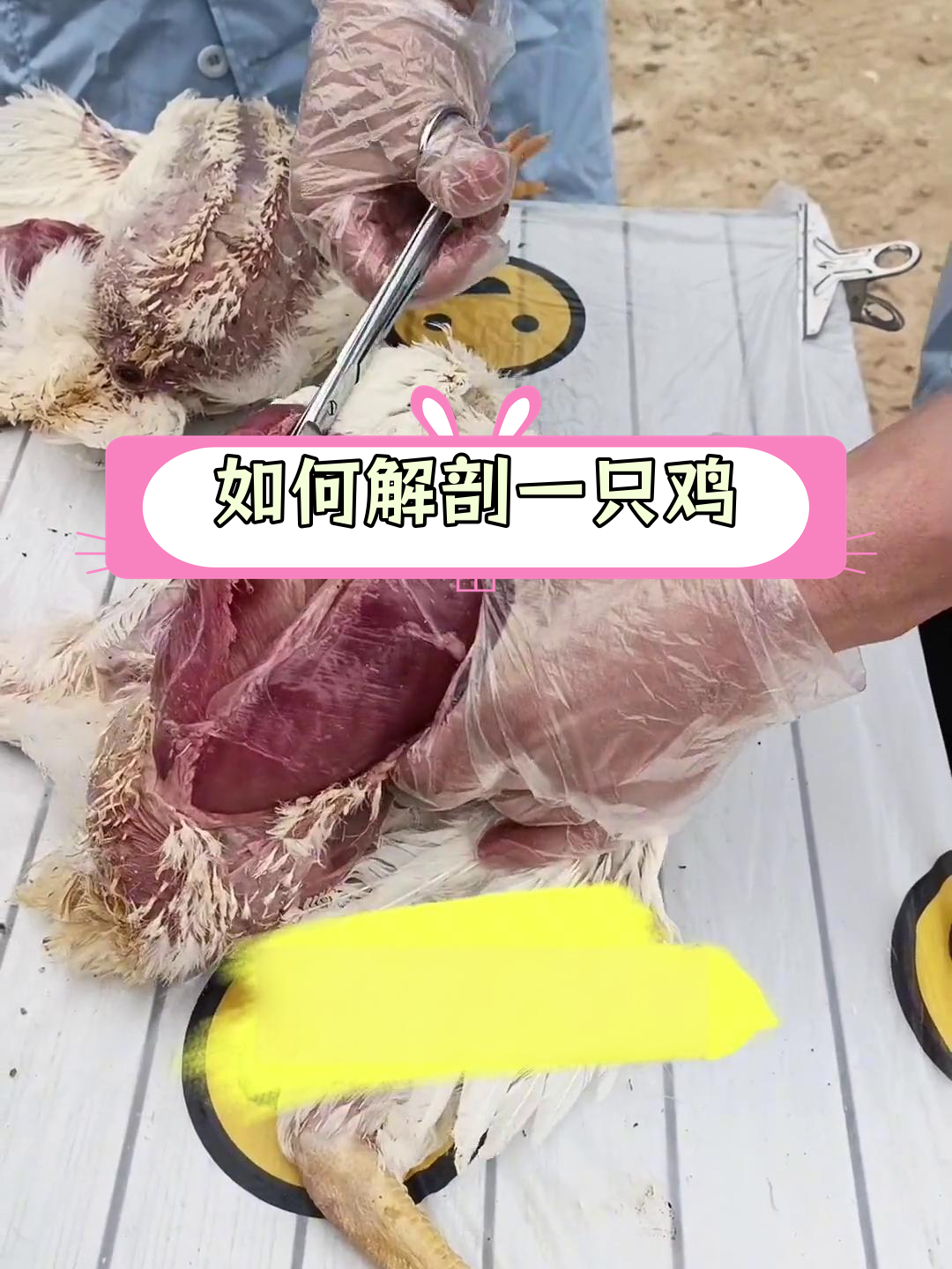 鸡解剖全过程,详细步骤解析