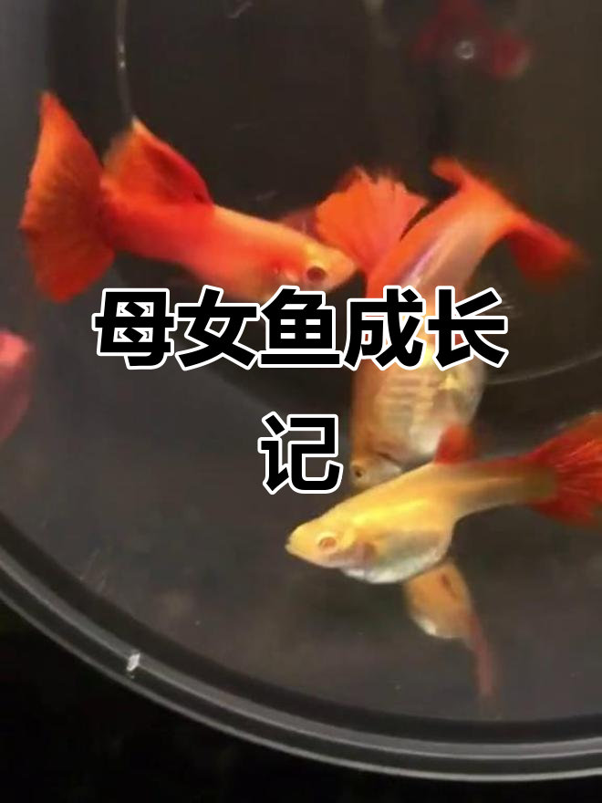 母鱼与女儿的成长对比,背部红色特别吸引眼球