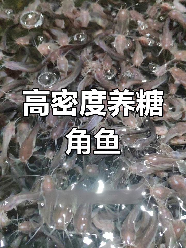 本地塘角鱼养殖指南