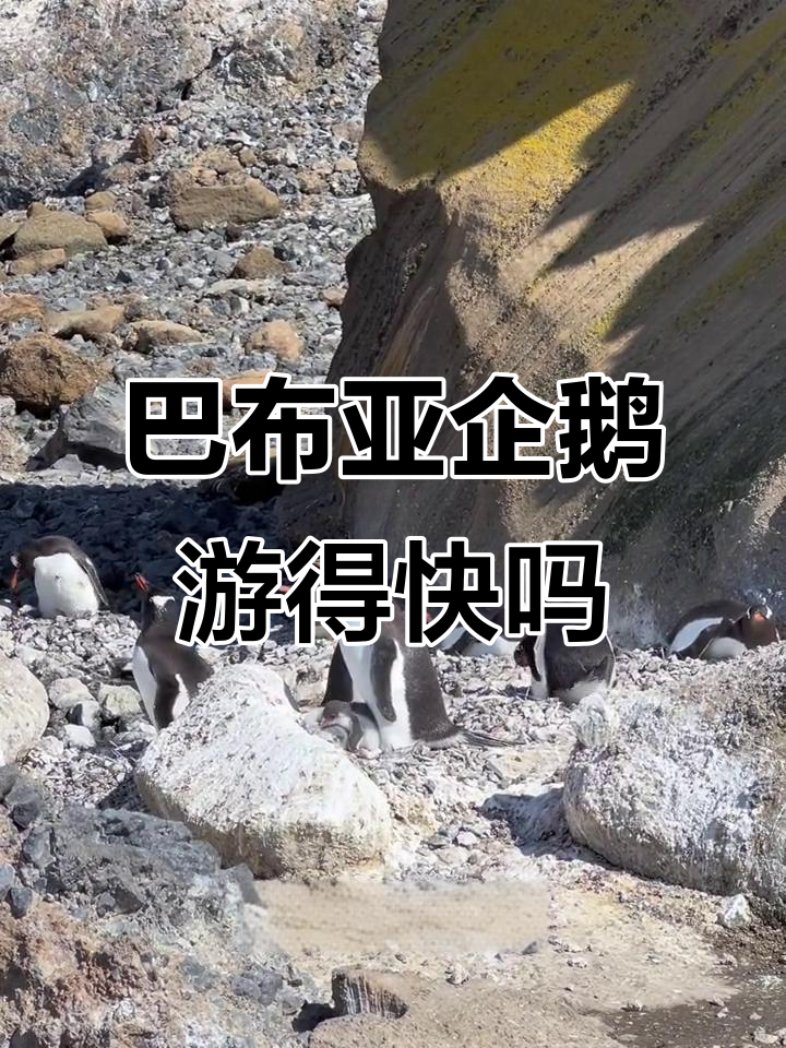 企鹅与海豹谁更快?巴布亚企鹅的游泳速度揭秘