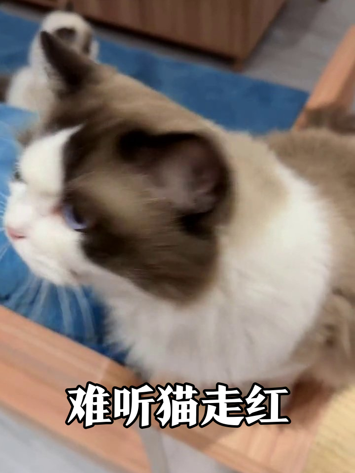 布偶猫凭“最难听叫声”走红，三万人围观：这是鸭猫？