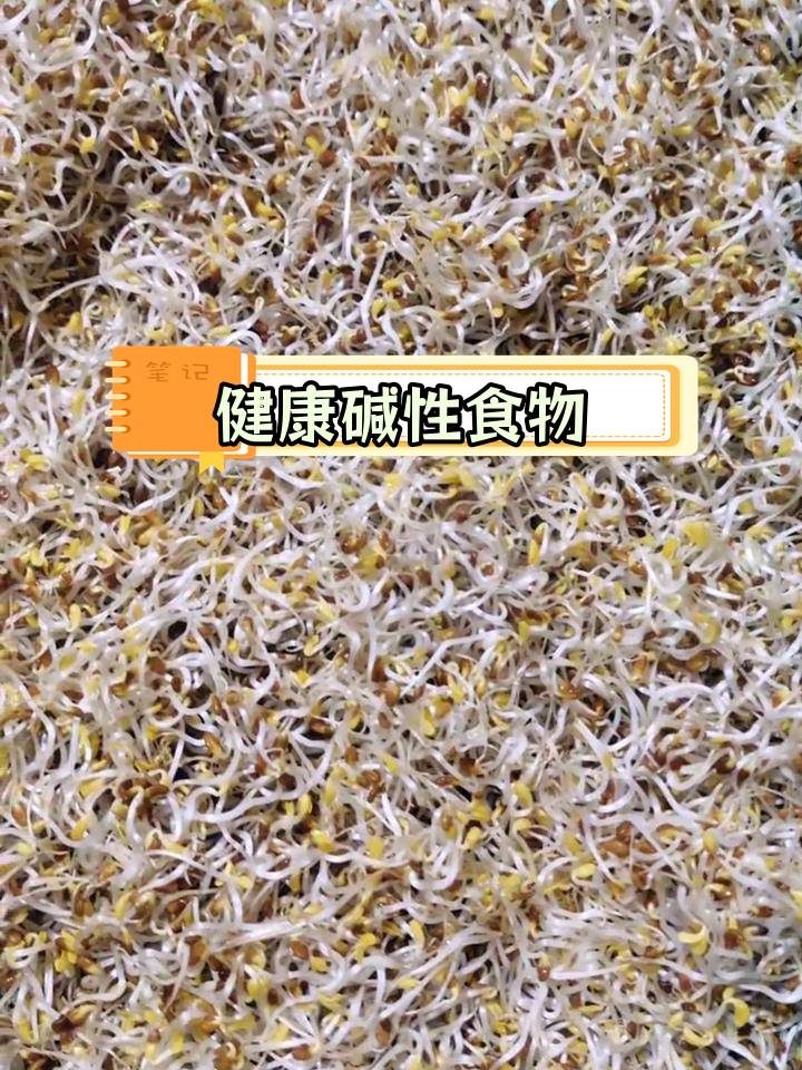 苜蓿芽苗菜的营养价值与独特风味