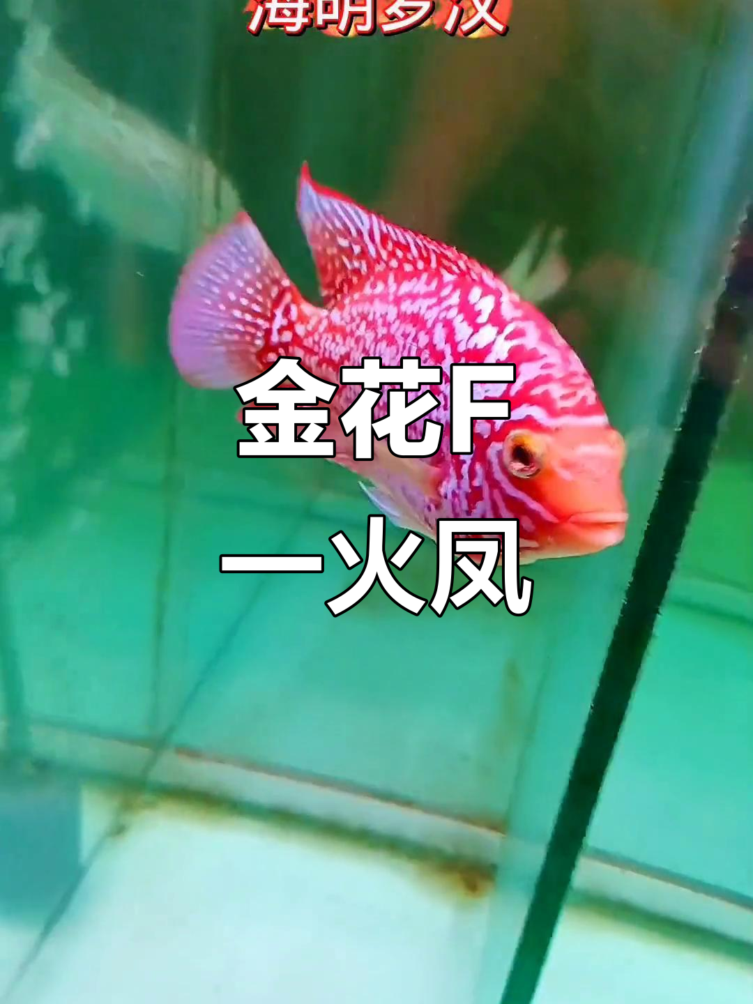 杂交罗汉鱼新品种,金花F一火凤惊艳登场