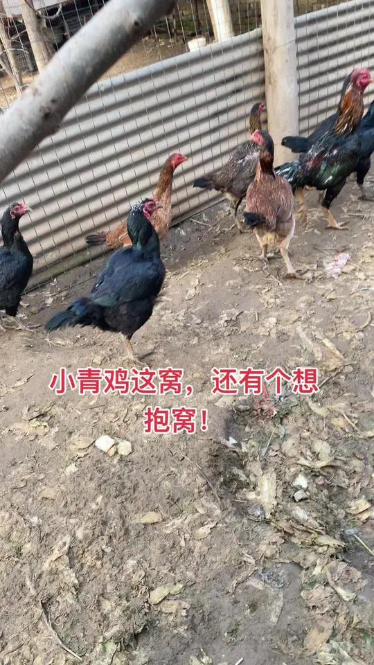 小青鸡这窝,还有个想抱窝!斗鸡斗鸡战斗公鸡公鸡中的战斗机斗鸡养殖