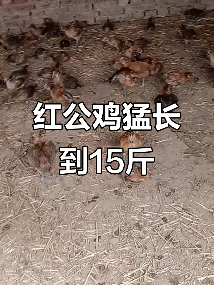 农村散养红公鸡,快速增重十五斤,过年必备美味