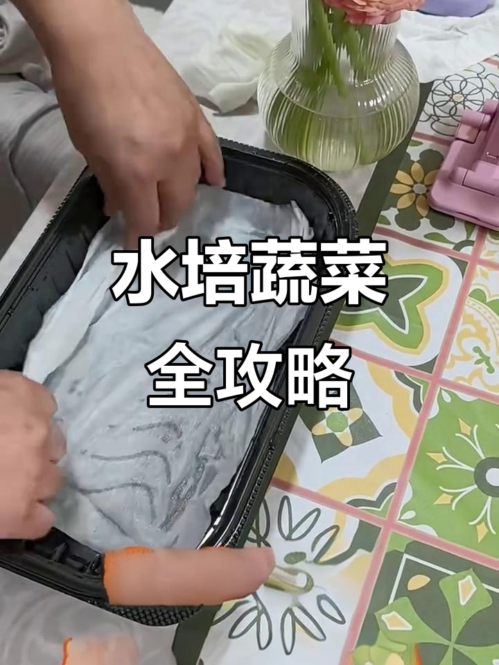 阳台水培蔬菜,从种子到收获的全程记录