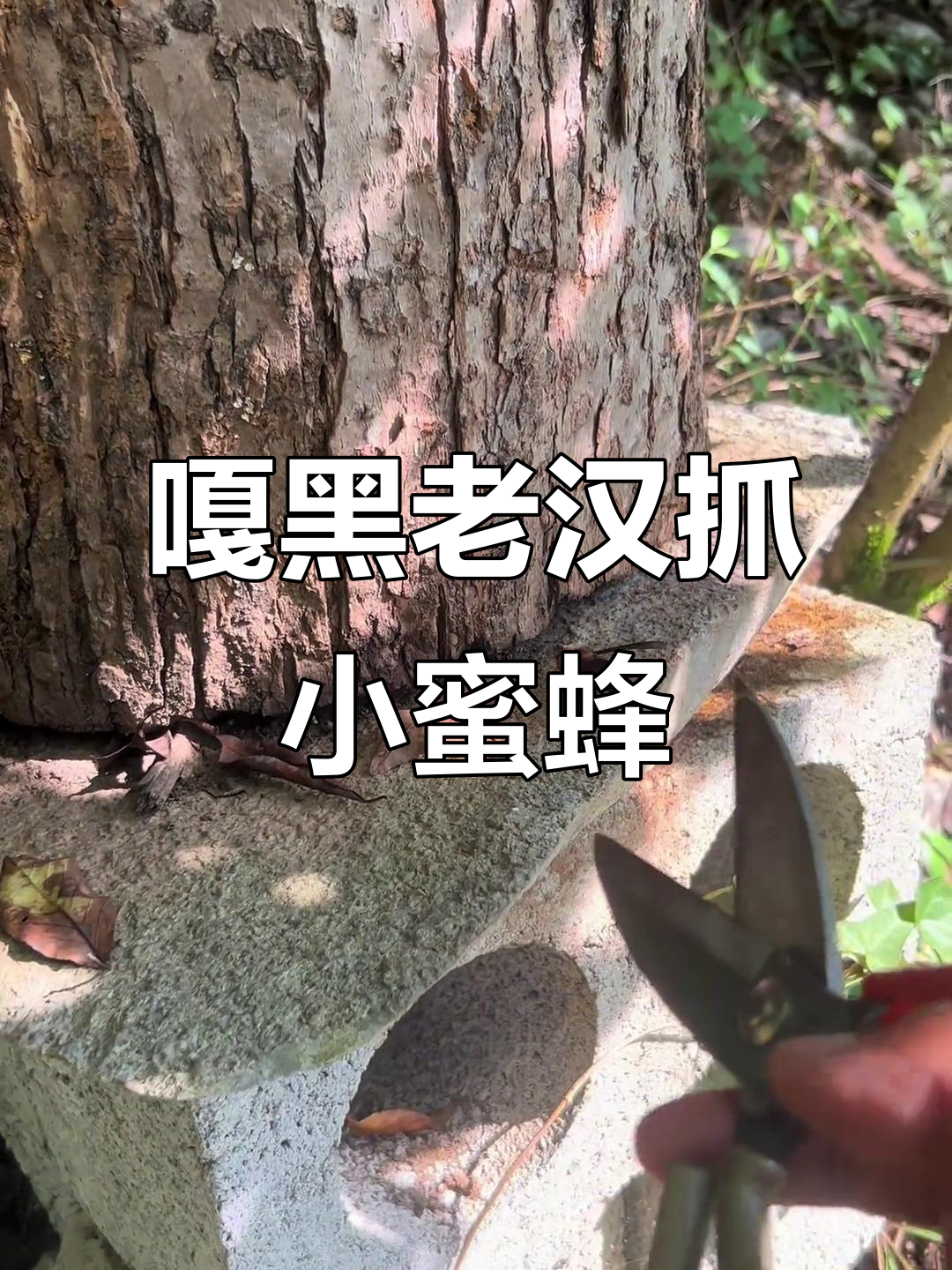 蜜蜂的天敌疯狂捕食,腰子被割掉还能逃跑!