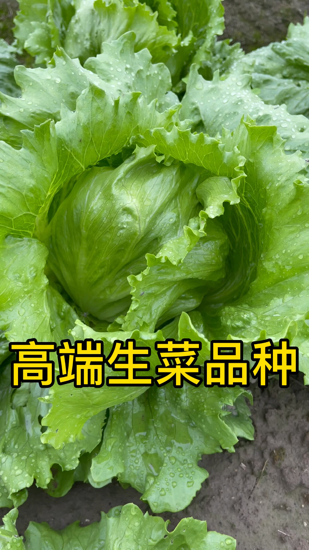 生菜种的高端品种