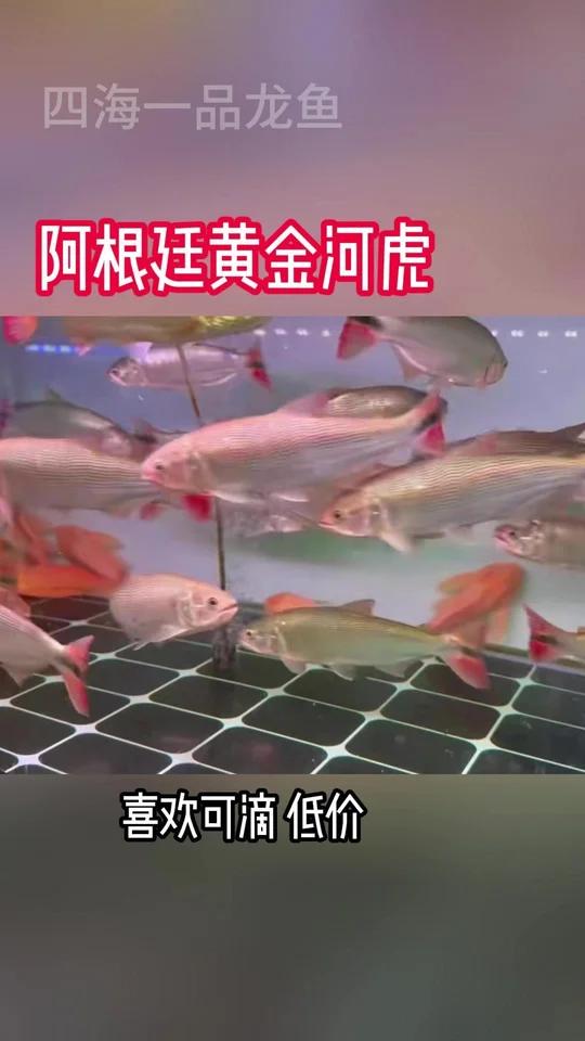 观赏鱼