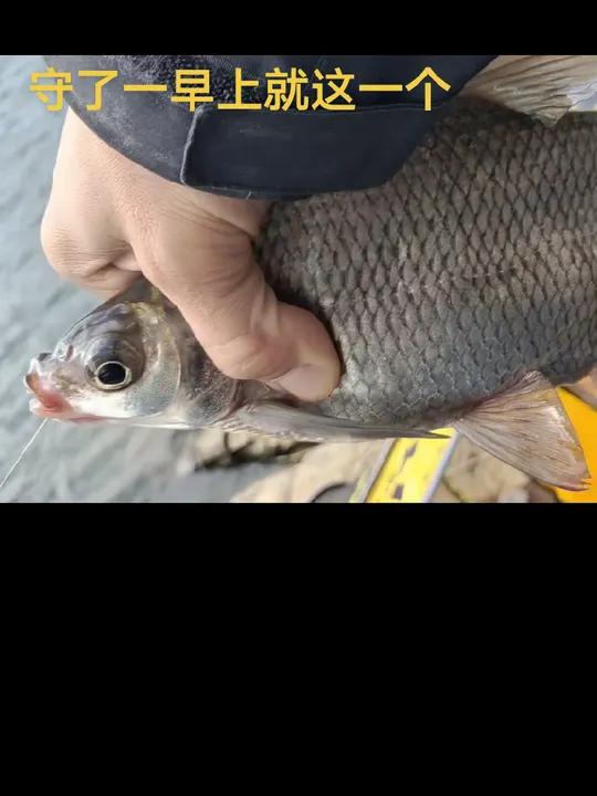 天冷了,大家还是钓钓鲫鱼吧,鳊鱼已经不好钓了!钓鱼人就是这么疯狂爆护饵料钓鱼的乐趣只有钓鱼