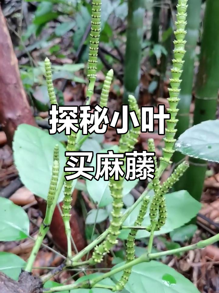 小叶带你了解买麻藤的独特魅力