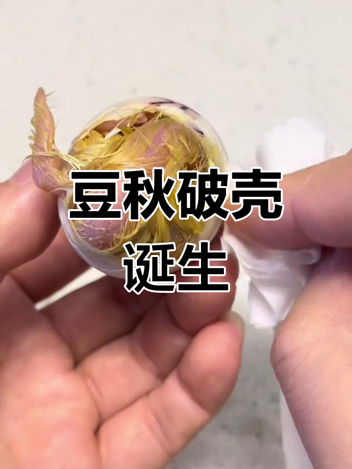 柯尔鸭蛋孵化奇迹