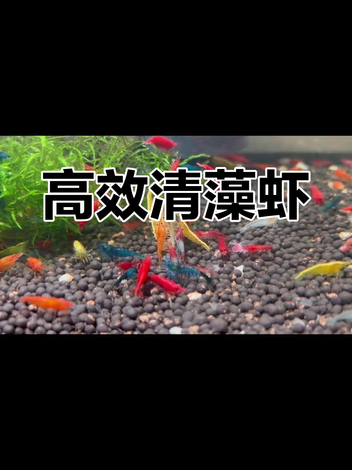 清洁虾:快速除藻,鱼缸里的自然守护者