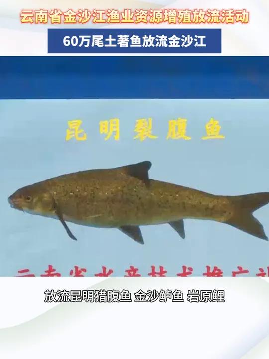 60万尾土著鱼放流金沙江 最美中国
