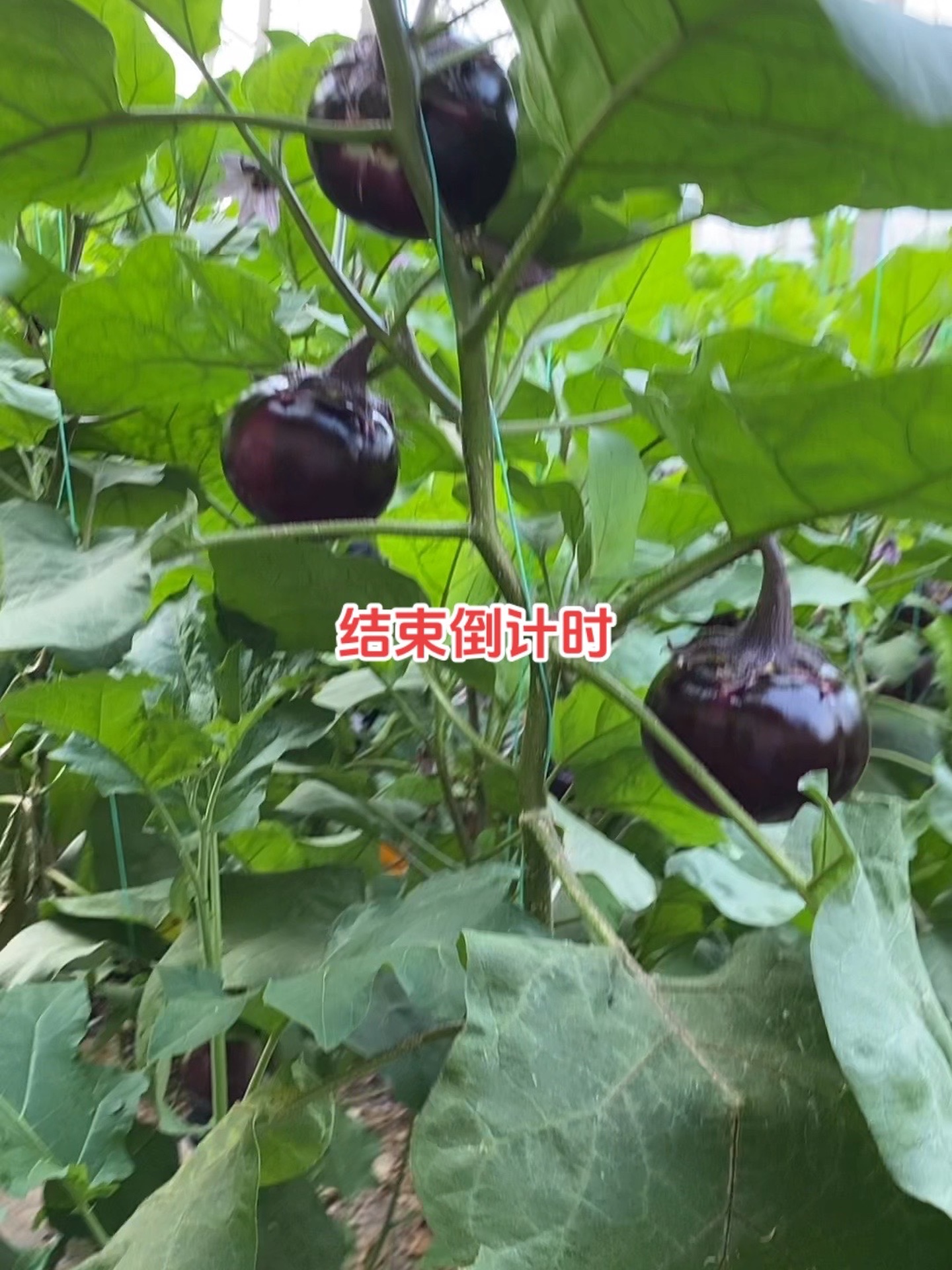 一起学习大棚蔬菜种植的实用技巧