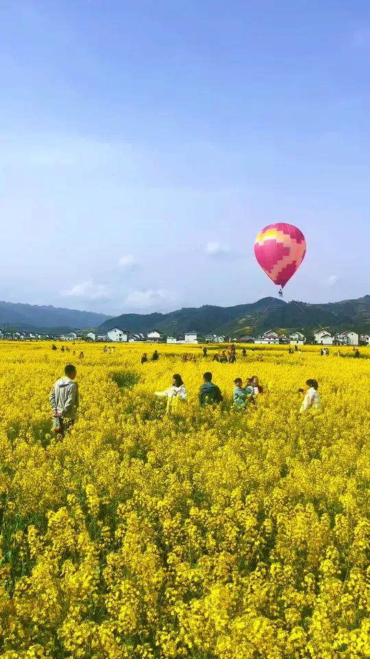 汉中油菜花节主会场勉县值得打卡