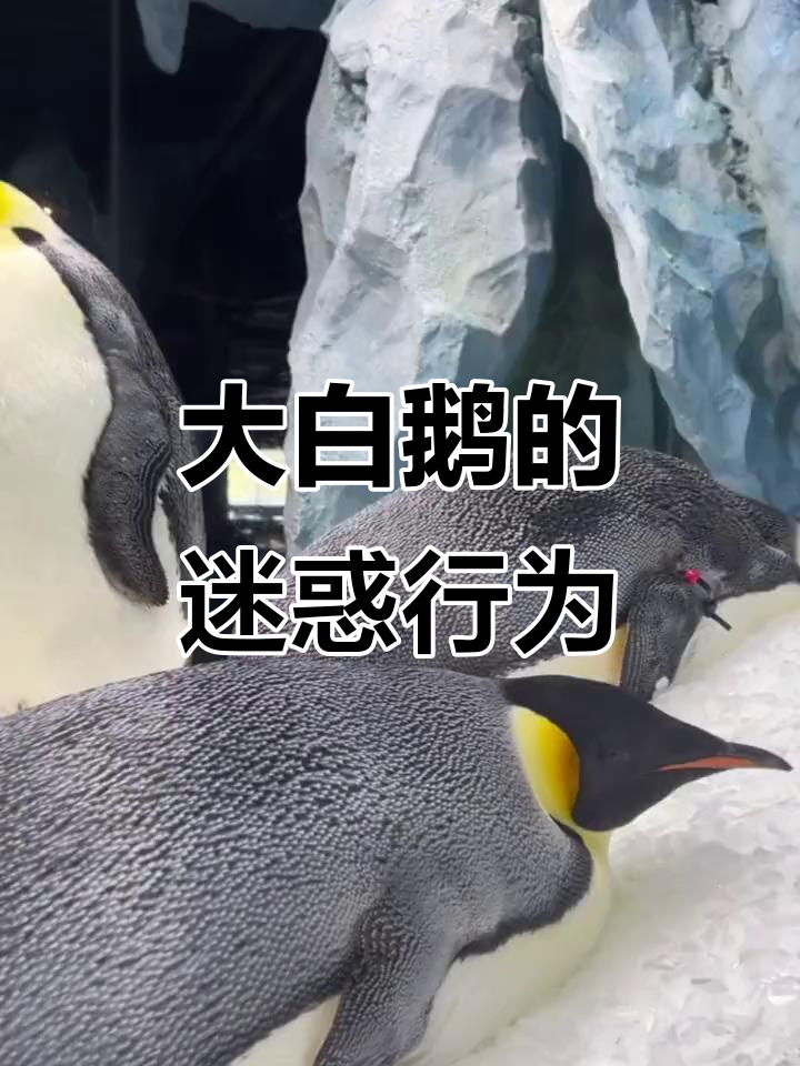 这只大白鹅走路太搞笑，简直笑翻了！