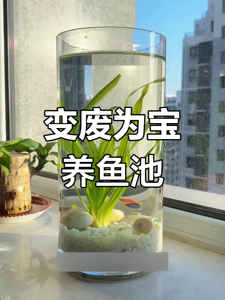 废玻璃缸变金鱼池,简单改造超惊艳!