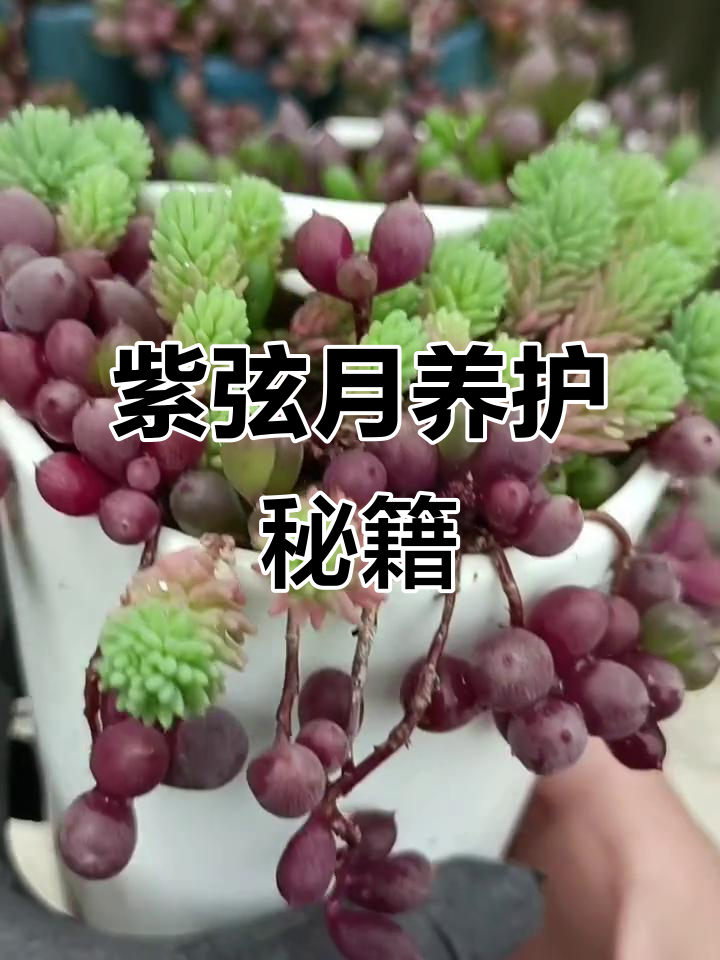 如何让紫弦月多肉更圆润,打顶技巧大公开