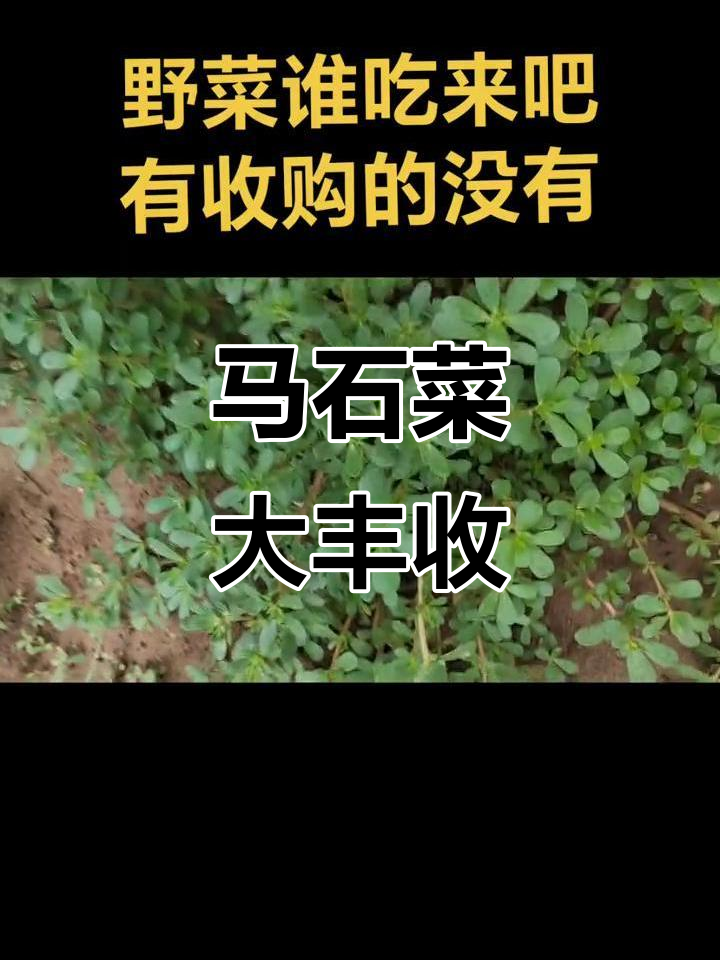 华园新区马石菜大丰收，免费采摘新鲜食材等你来拿