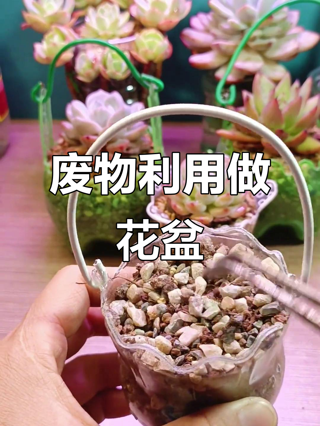 废饮料瓶变花盆,创意多肉种植法