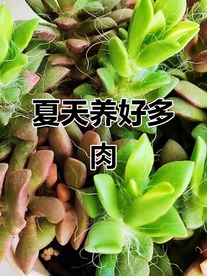 夏季养护吹雪之松锦，新叶片爆盆技巧大公开