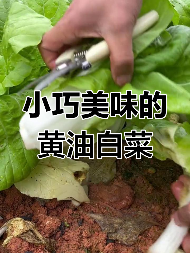 矮脚黄奶油白菜,阳台小院轻松种,美味又好看