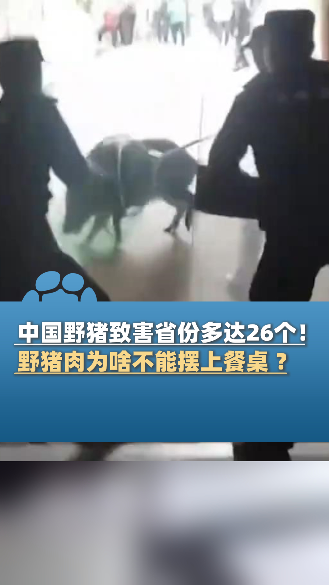 中国野猪致害省份多达26个!为啥不能把野猪肉摆上餐桌?