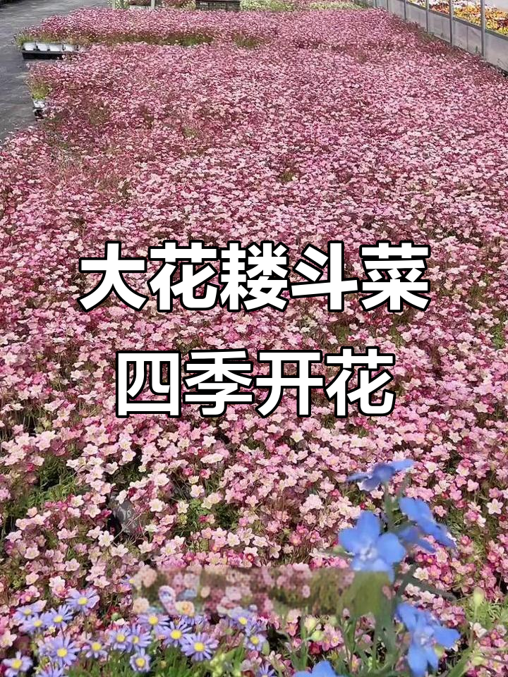 四季开花的大花耧斗菜,地栽盆栽皆宜,打造美丽庭院
