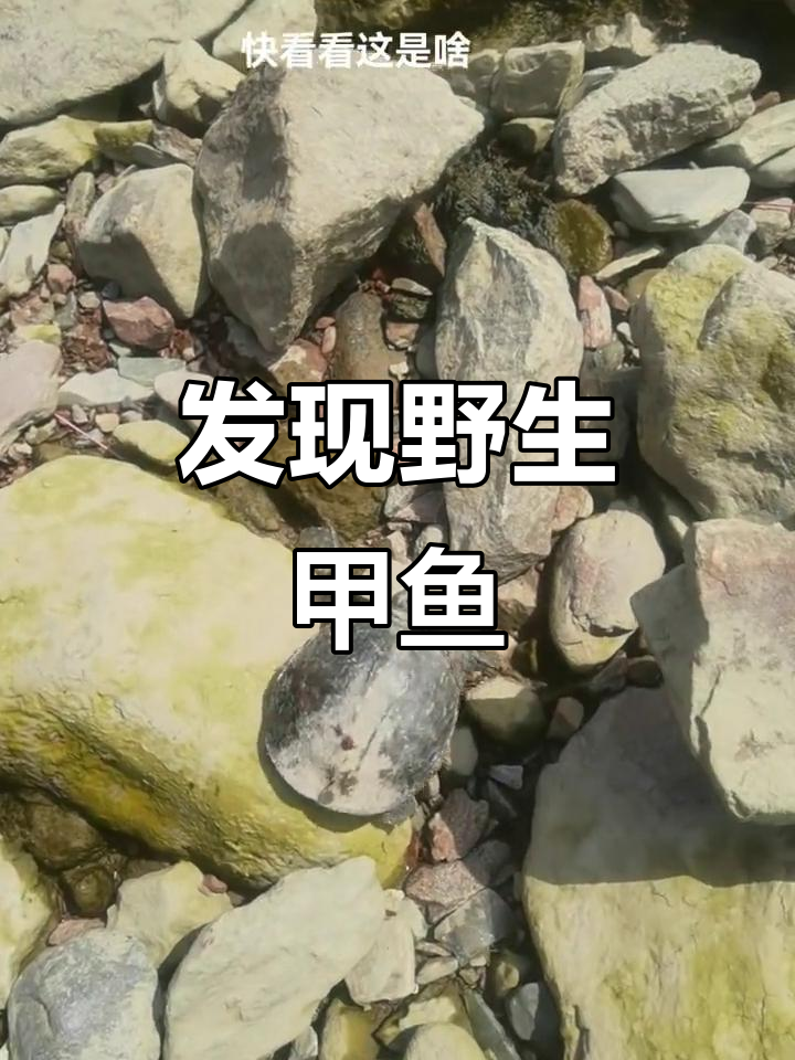 长江边惊现野生甲鱼,户外拍摄真实记录