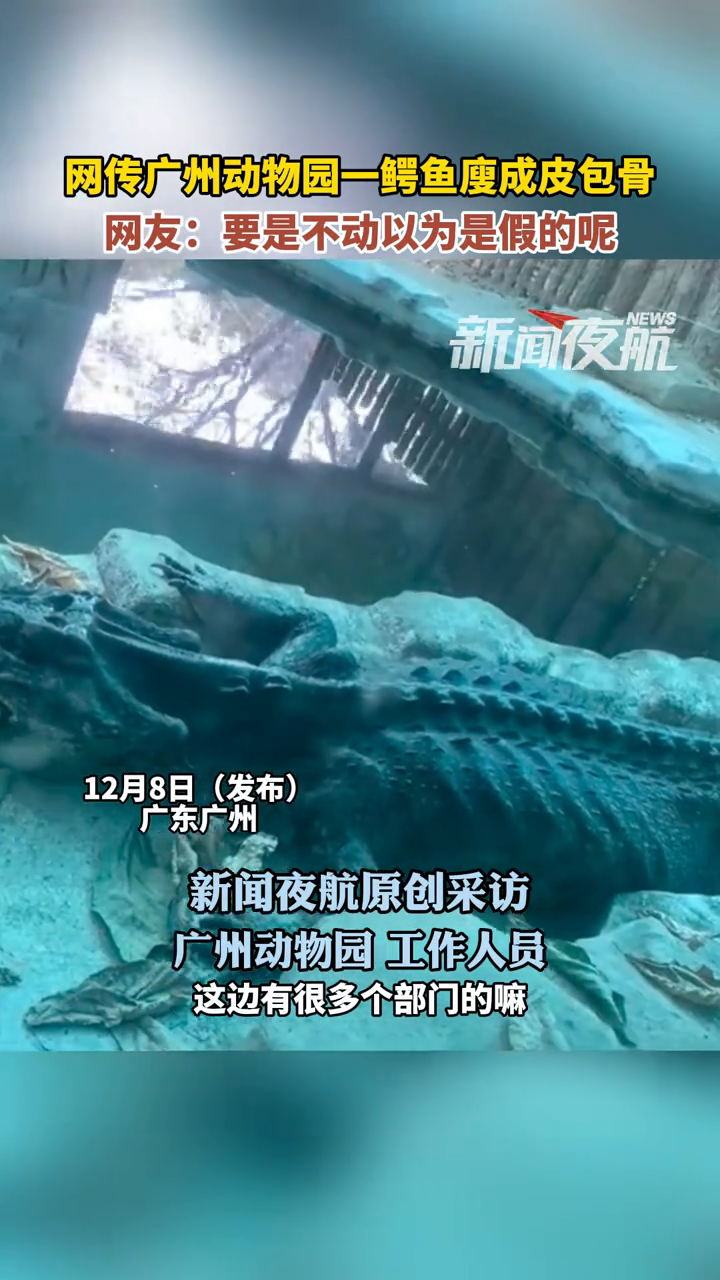 网传广州动物园一鳄鱼廋成皮包骨,网友:要是不动以为是假的呢
