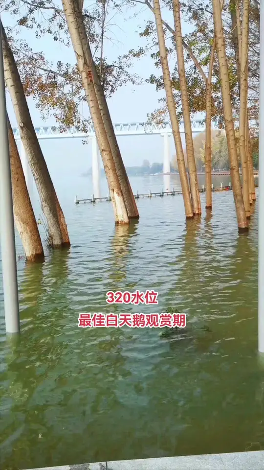 三门峡湿地公园白天鹅翩翩起舞,宛如梦幻之景