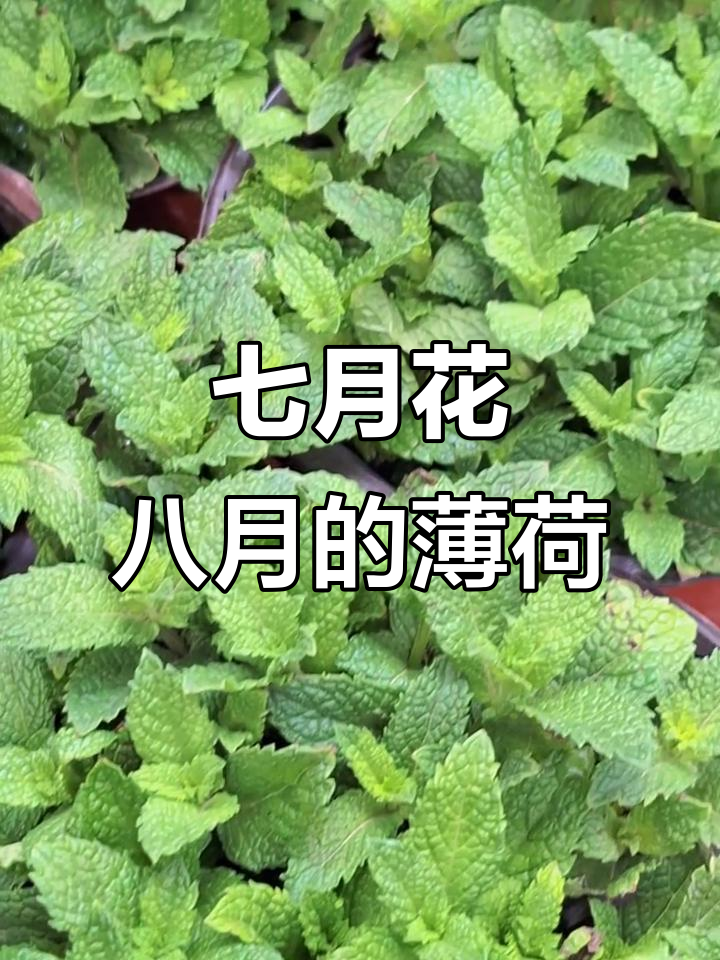 土薄荷与鱼香草:七月至八月盛开的香气