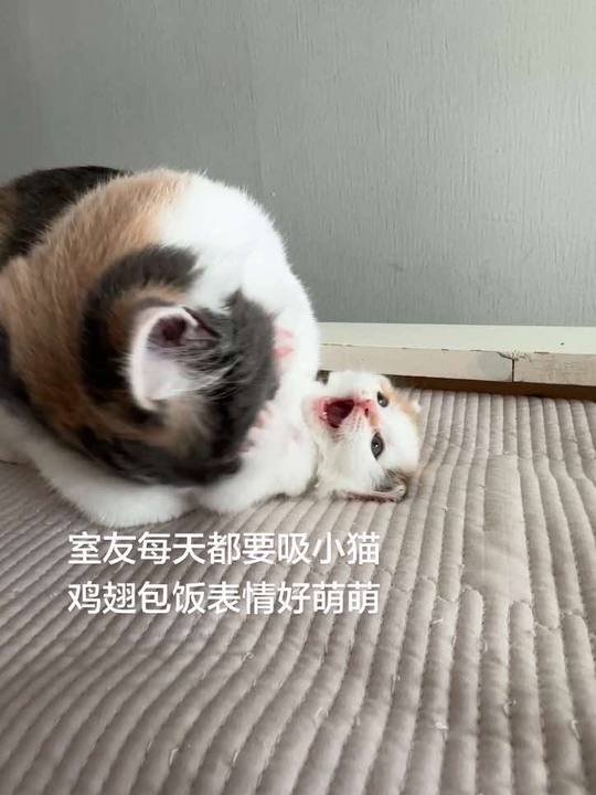 小猫的表情太好笑了，记录真实生活