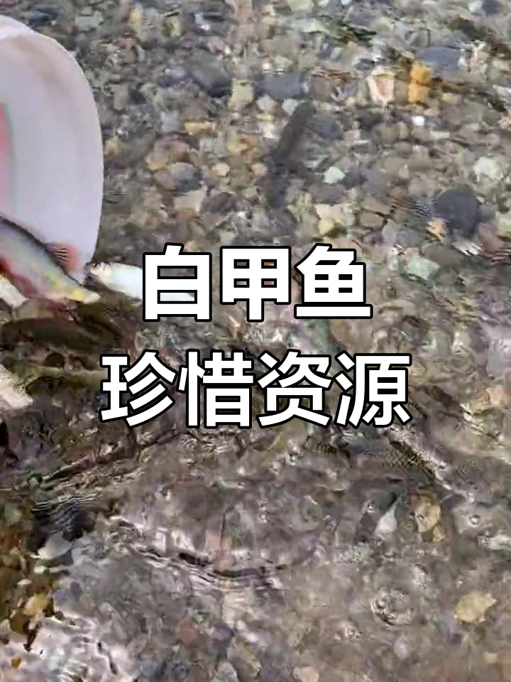 溪流中的珍稀白甲鱼,钓到请放生