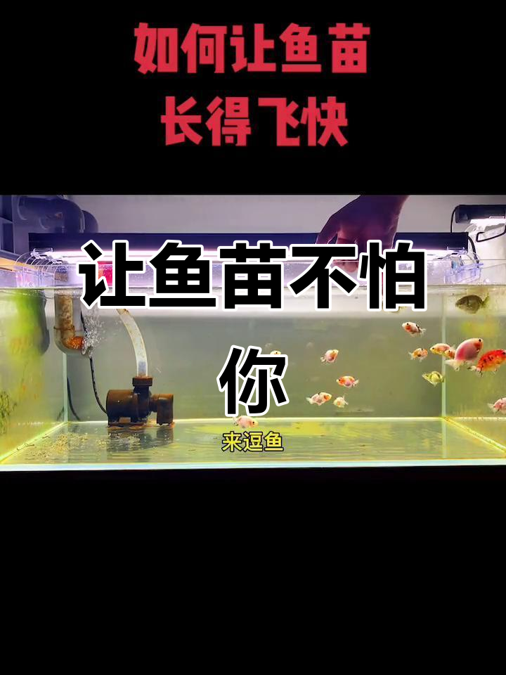鱼苗快速成长秘诀:如何让它们不怕人、不咬手