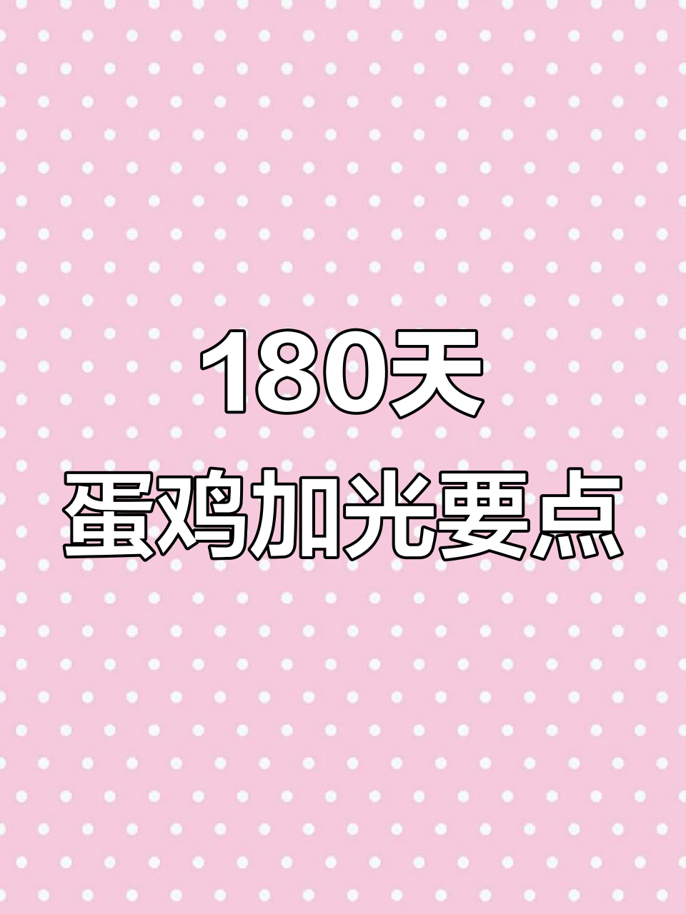 180天蛋鸡加光技巧,提高产量与健康